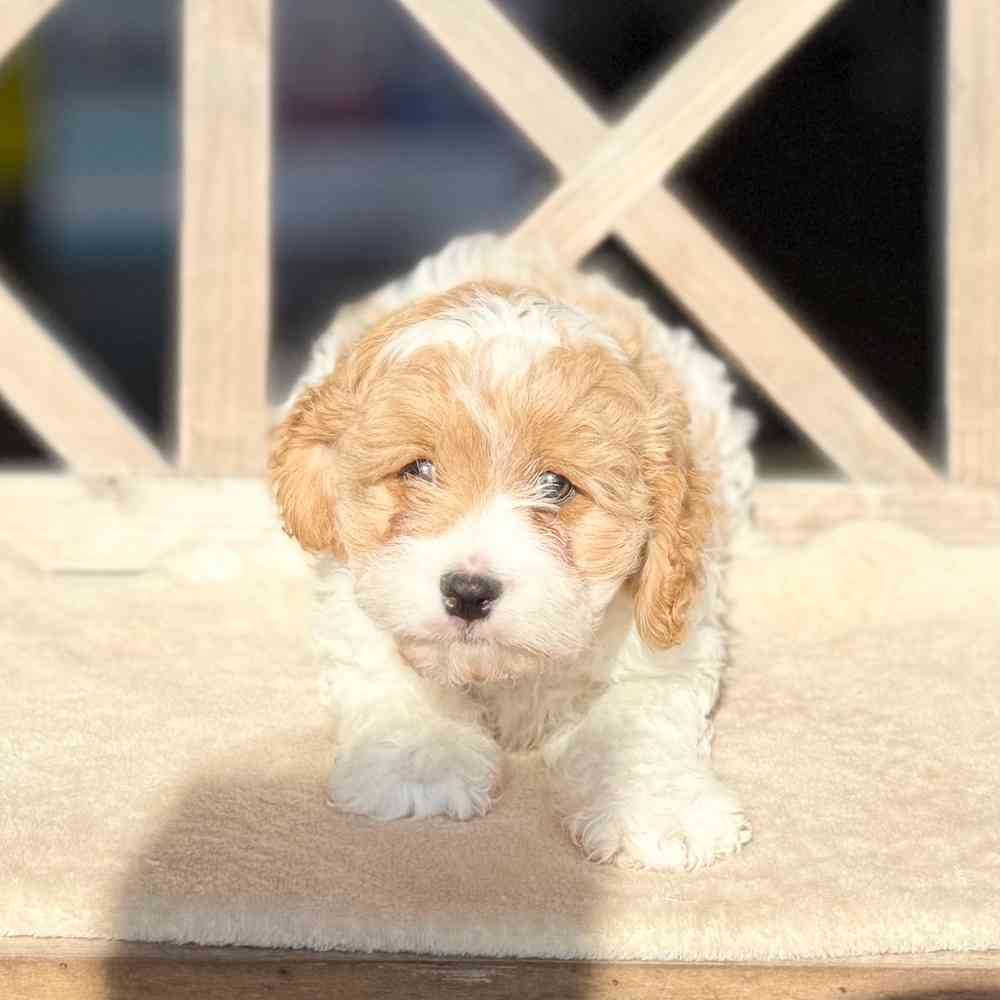 pet breed image