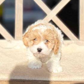 Cavapoo