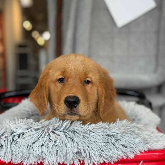 Tucker