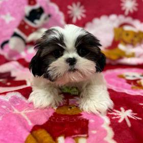 Shih Tzu