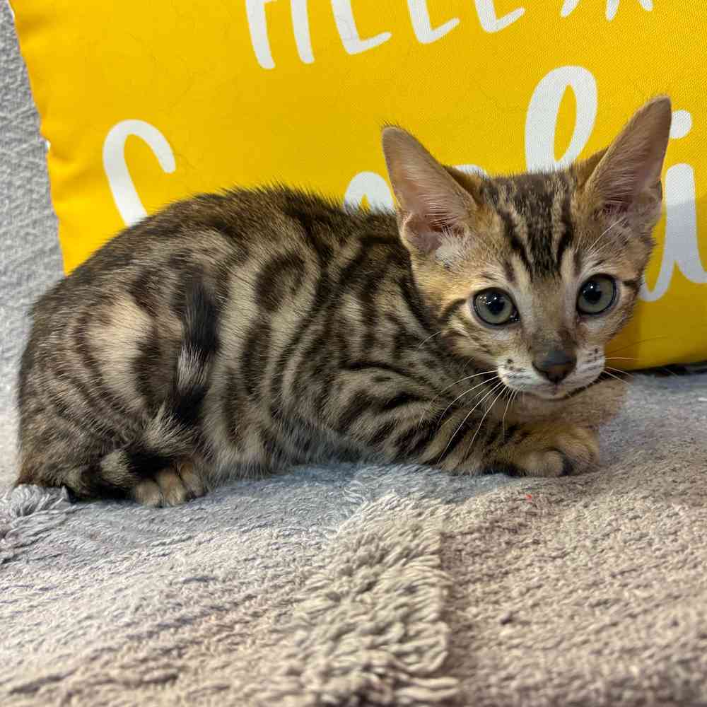 Image of a pet breed in the gallery