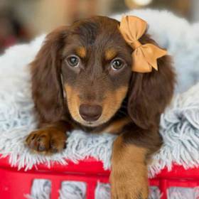 Dachshund