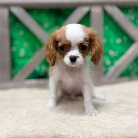 Cavalier King Charles Spaniel