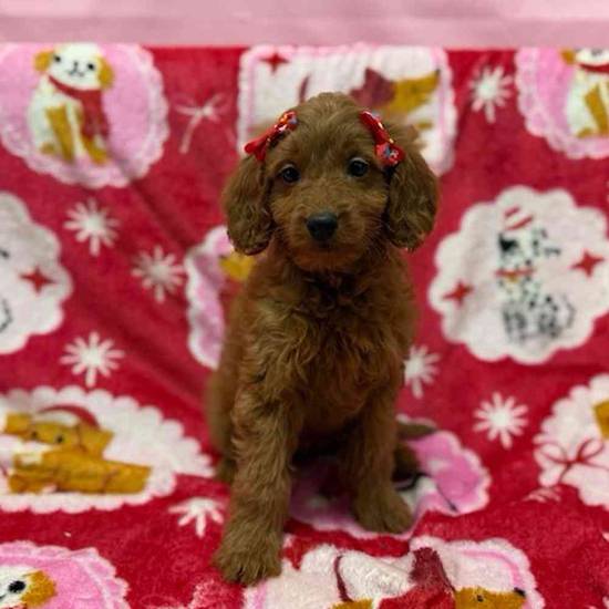 Mini Goldendoodle F1b