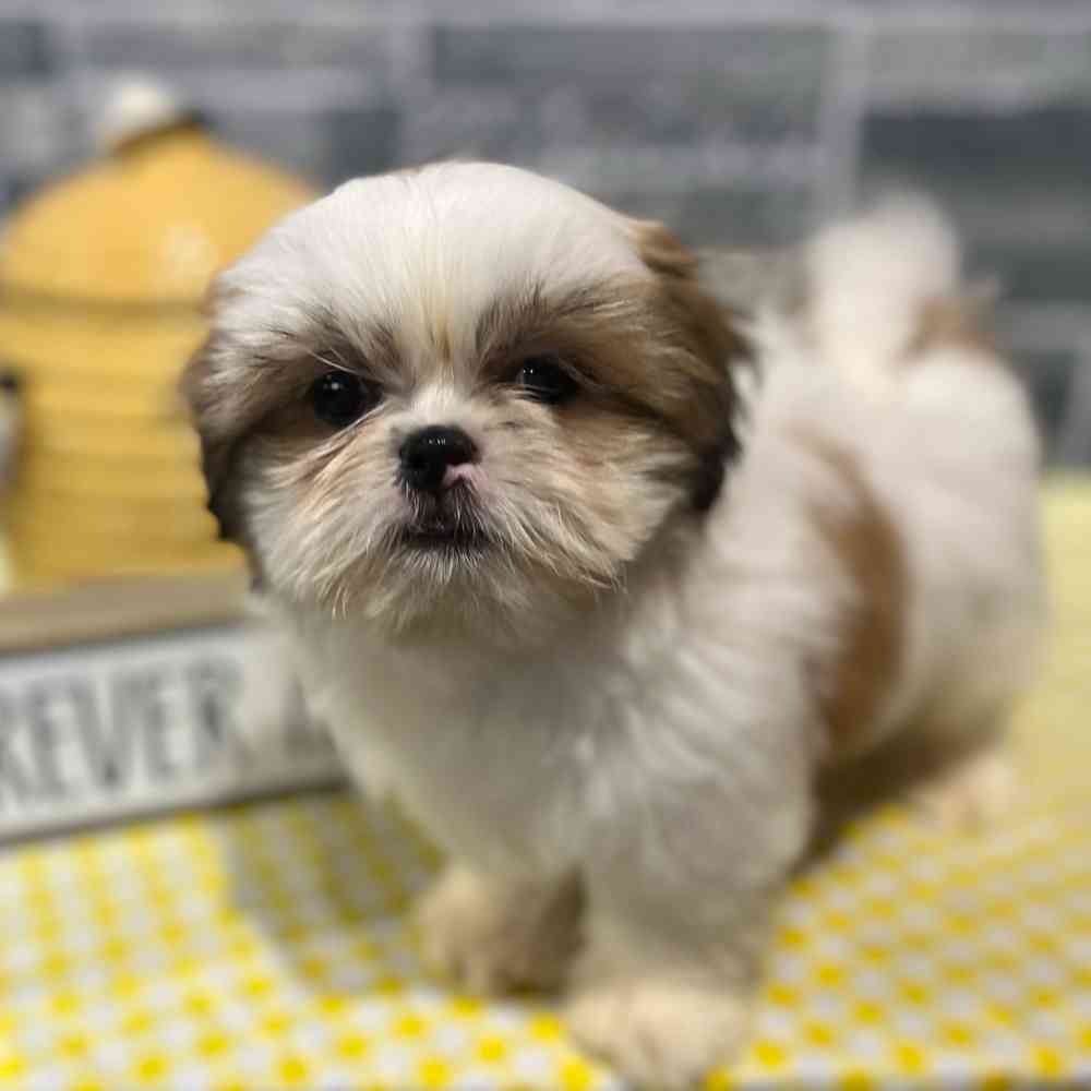 Image of a pet breed in the gallery