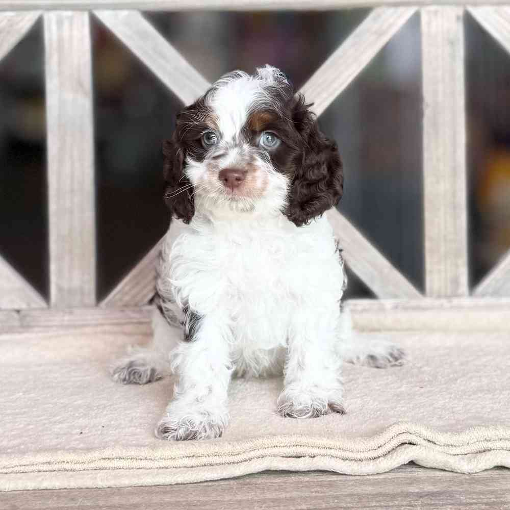 pet breed image