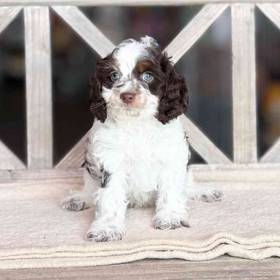 Cockapoo