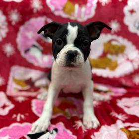 Boston Terrier
