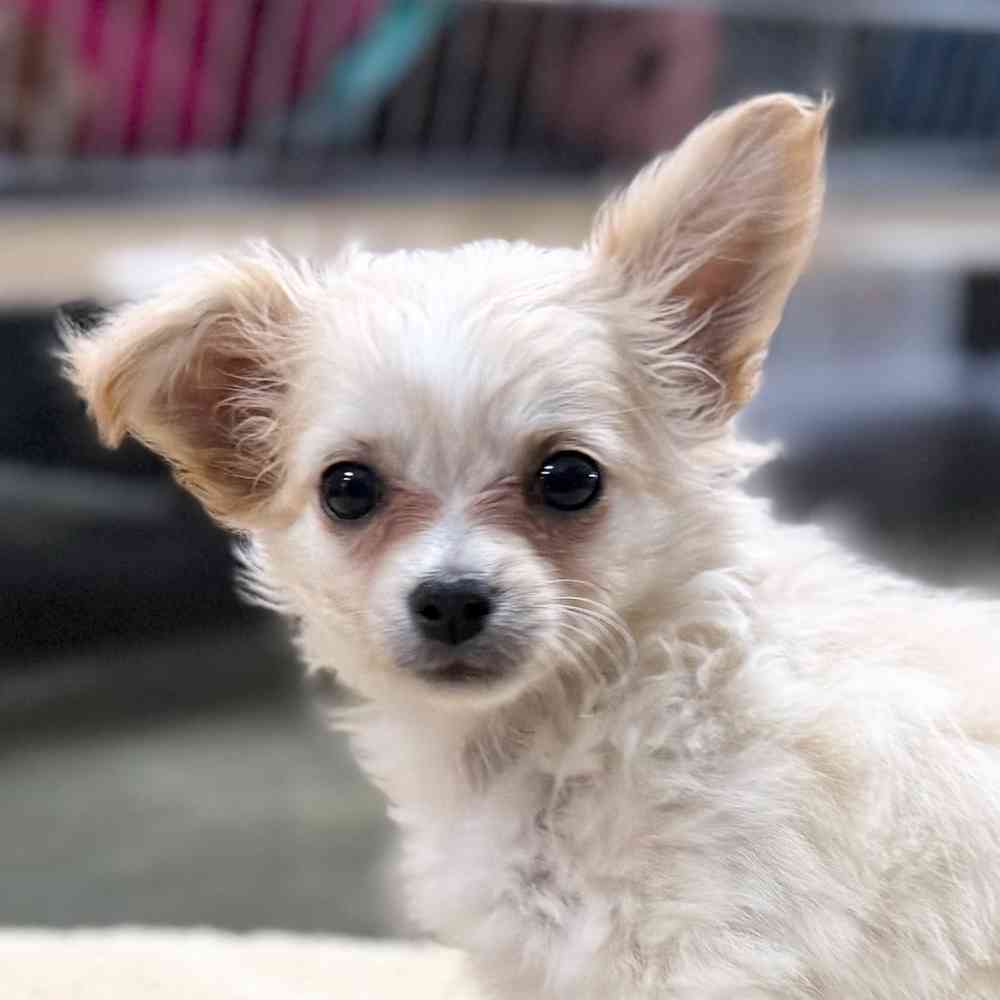 pet breed image