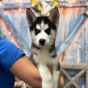 Siberian Husky