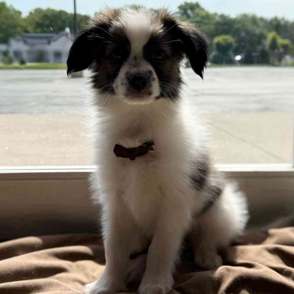 pet breed image