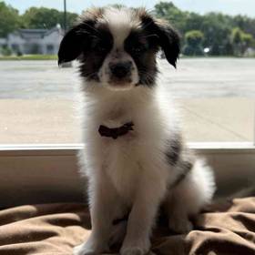 Papillon