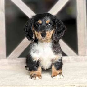 Dachshund