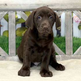 Labrador Retriever