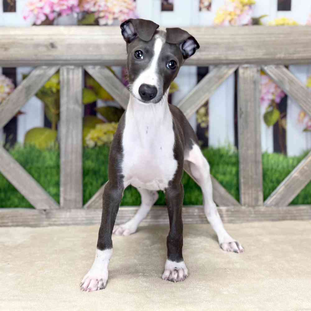 pet breed image