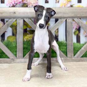 Italian Greyhound