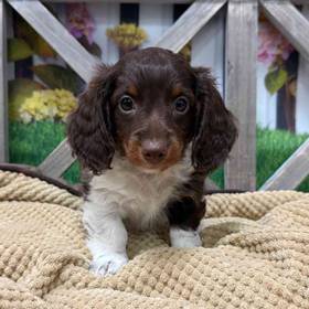 Dachshund