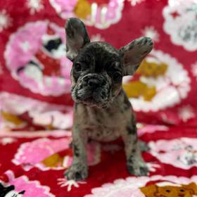 French Bulldog