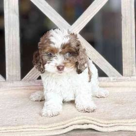 Cockapoo