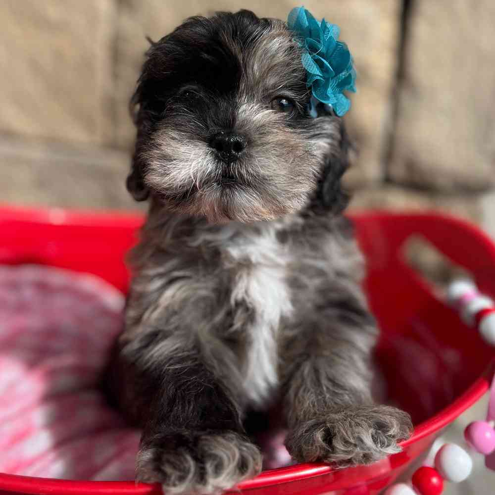 Image of a pet breed in the gallery