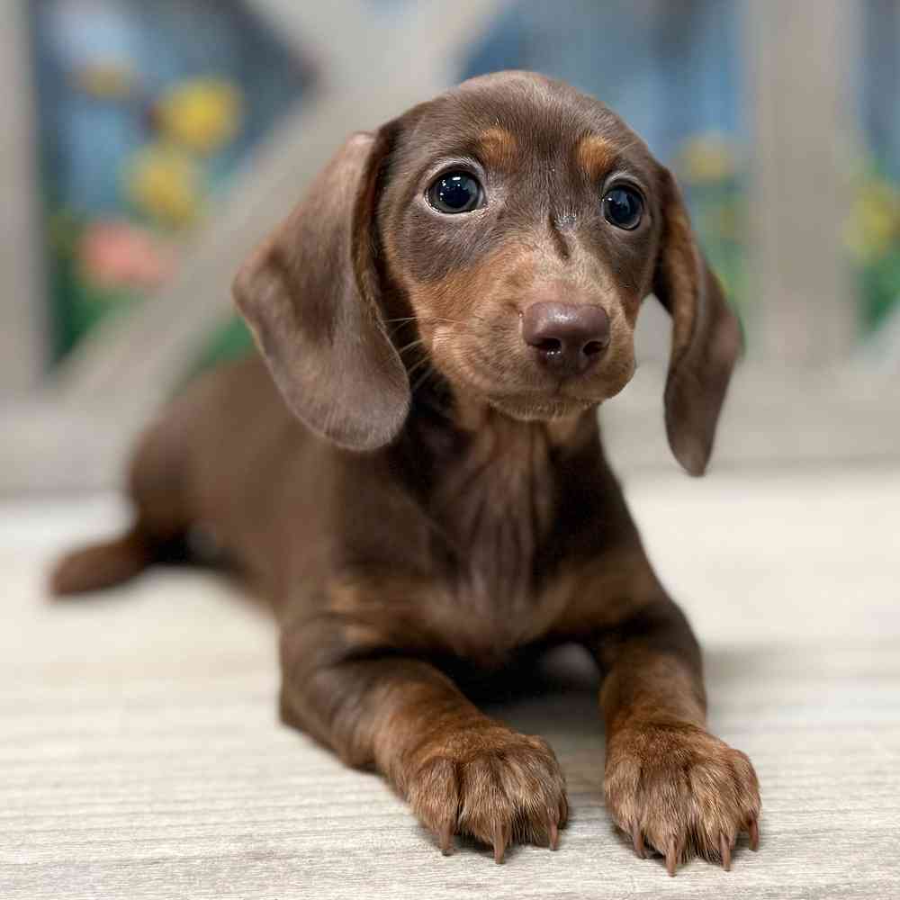 Image of a pet breed in the gallery