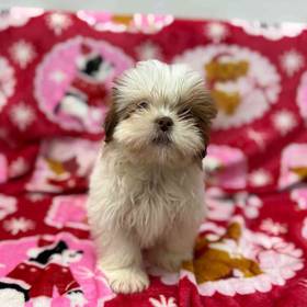 Shih Tzu