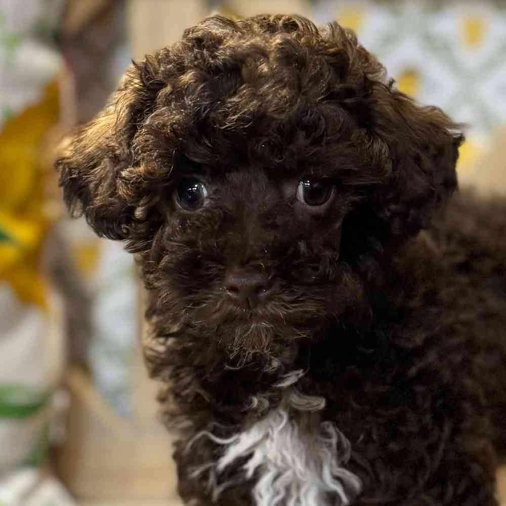 Image of a pet breed in the gallery