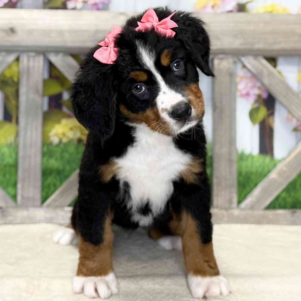 Image of a pet breed in the gallery