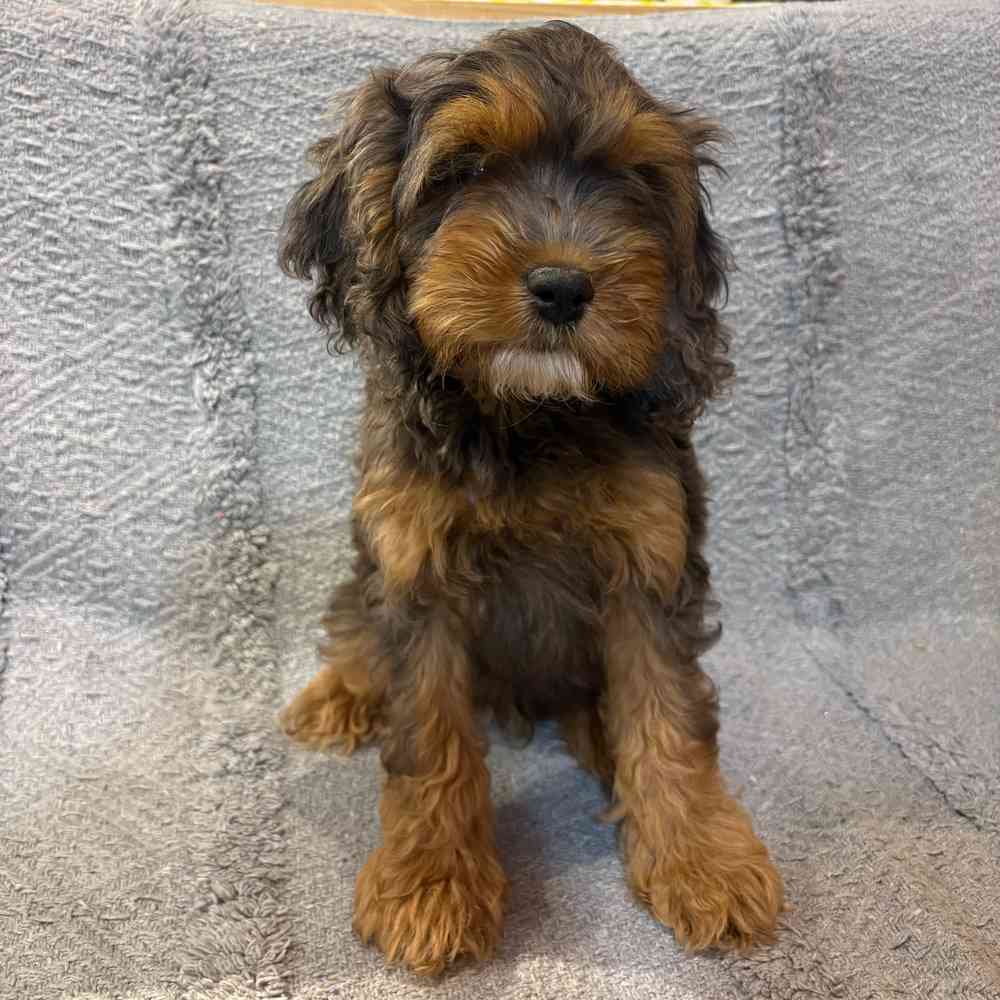 Image of a pet breed in the gallery