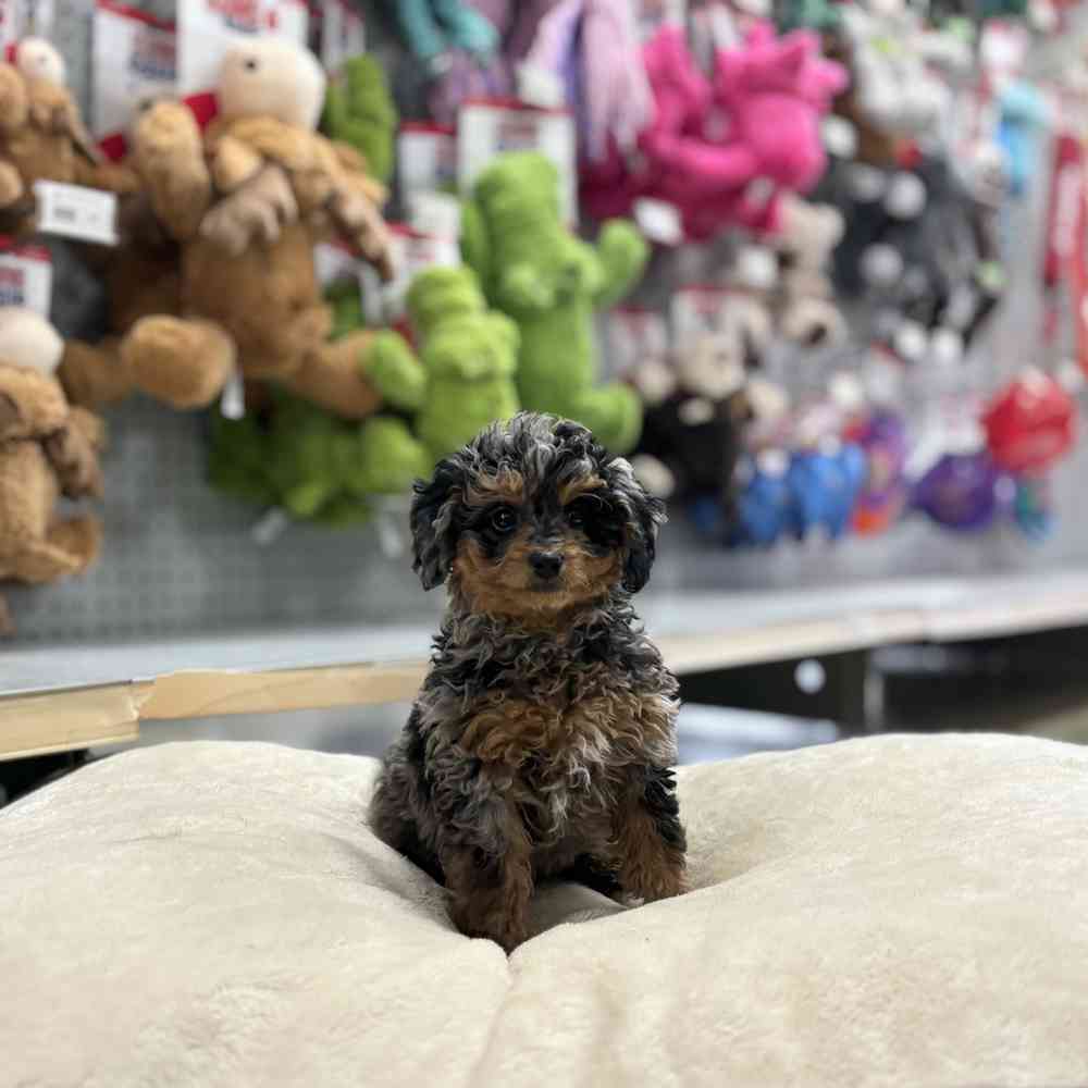carousel pet images