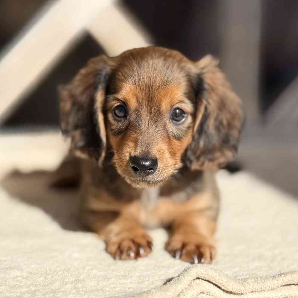 Image of a pet breed in the gallery