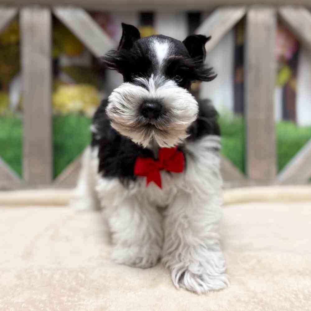 Image of a pet breed in the gallery