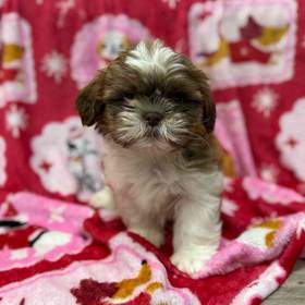 Shih Tzu