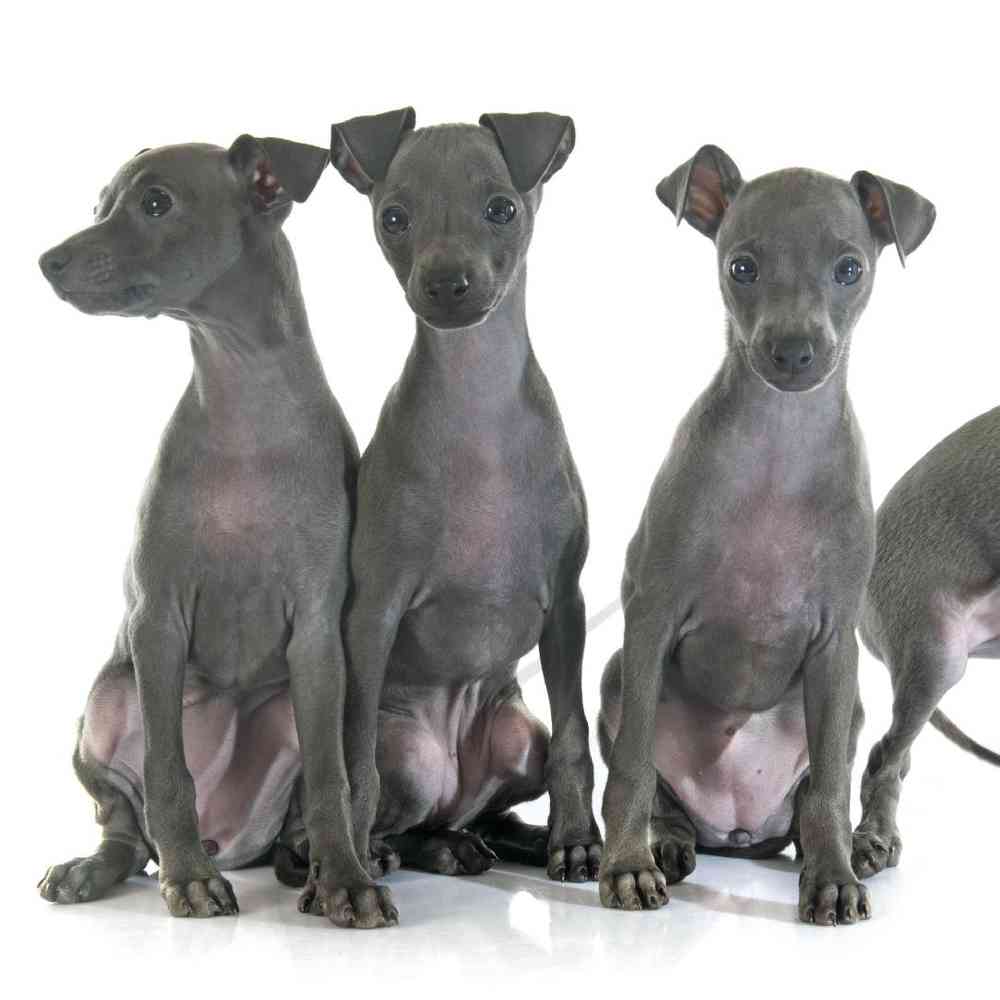 carousel pet images