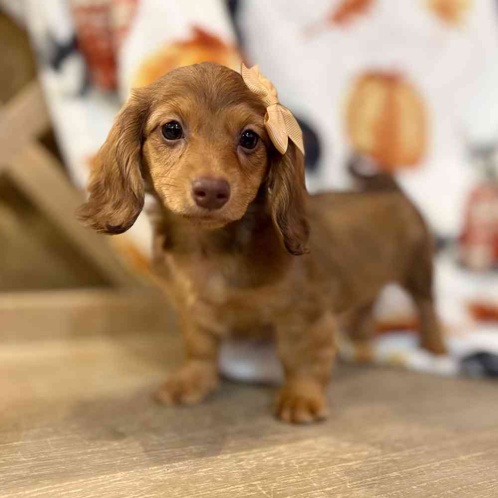 Image of a pet breed in the gallery