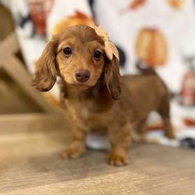 Dachshund