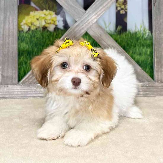 Havanese