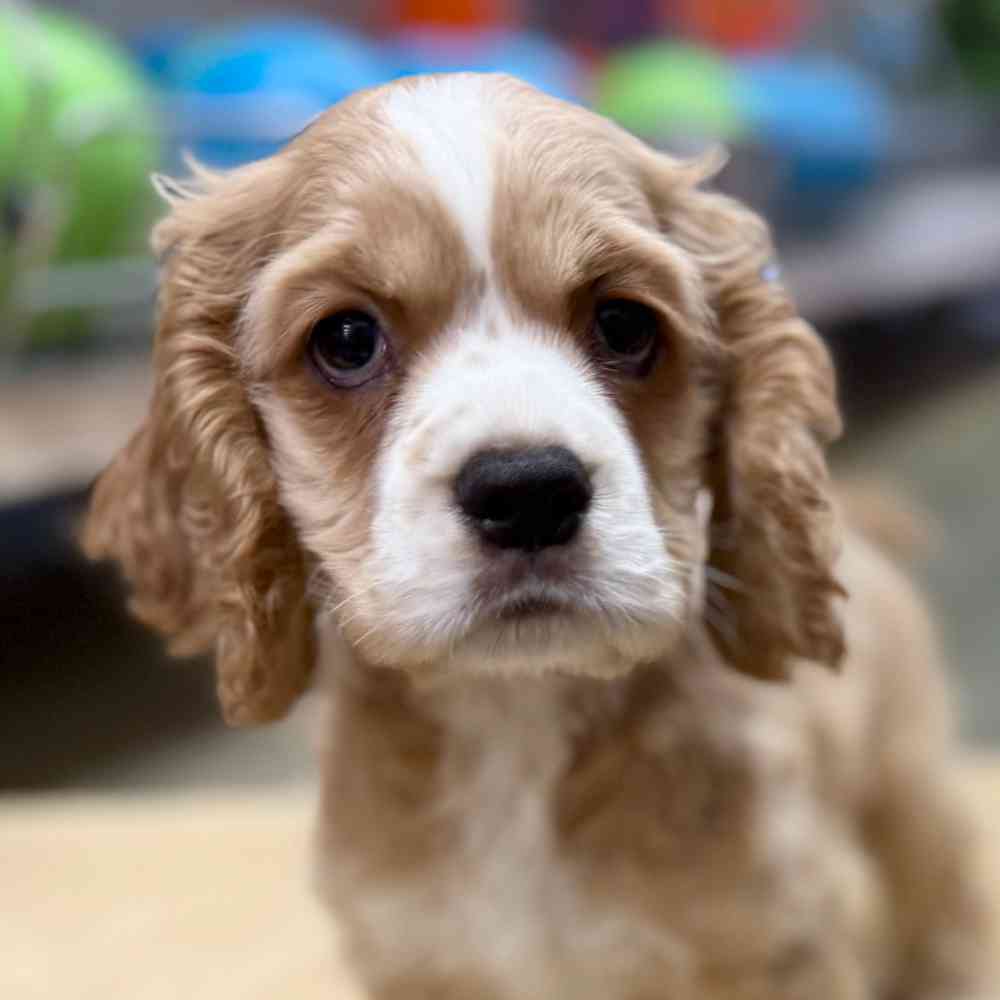 pet breed image