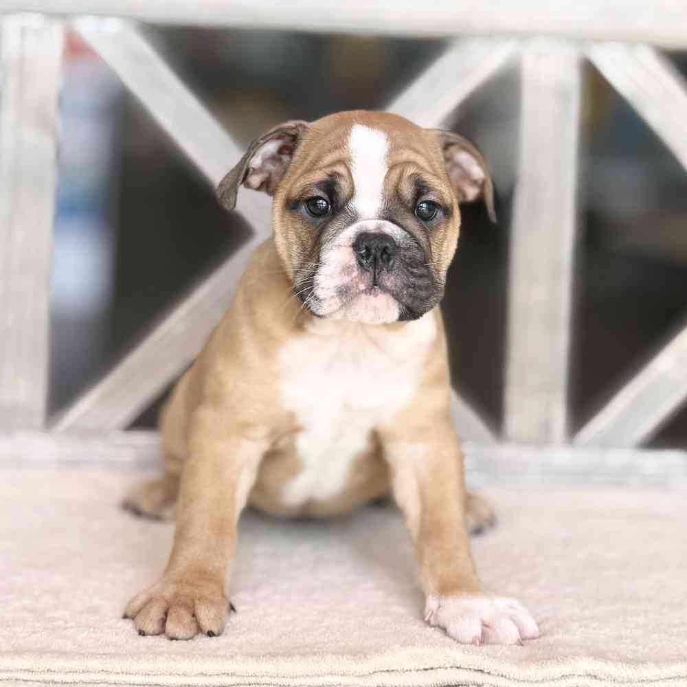 Image of a pet breed in the gallery