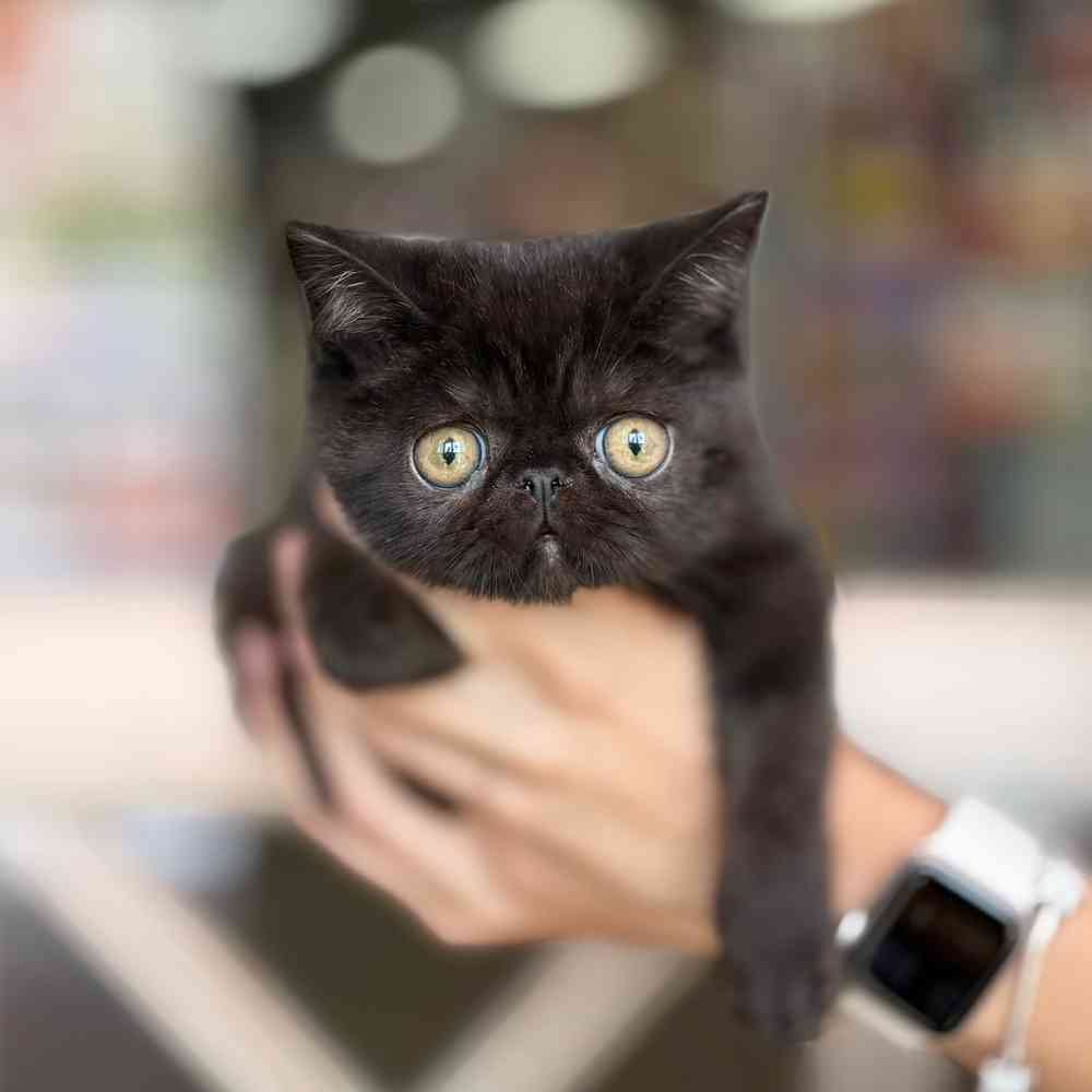 pet breed image