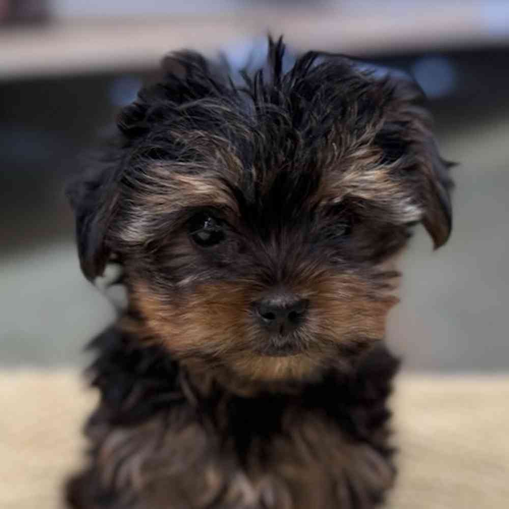 pet breed image