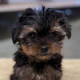 Yorkie