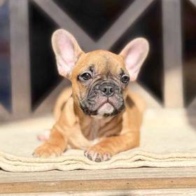 French Bulldog