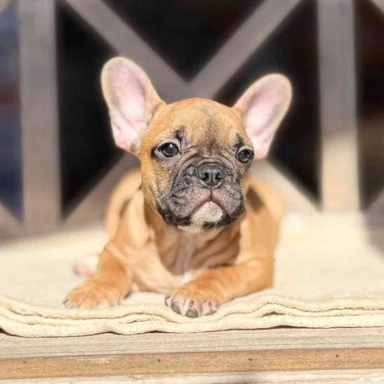 Jack