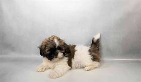 Shih Tzu