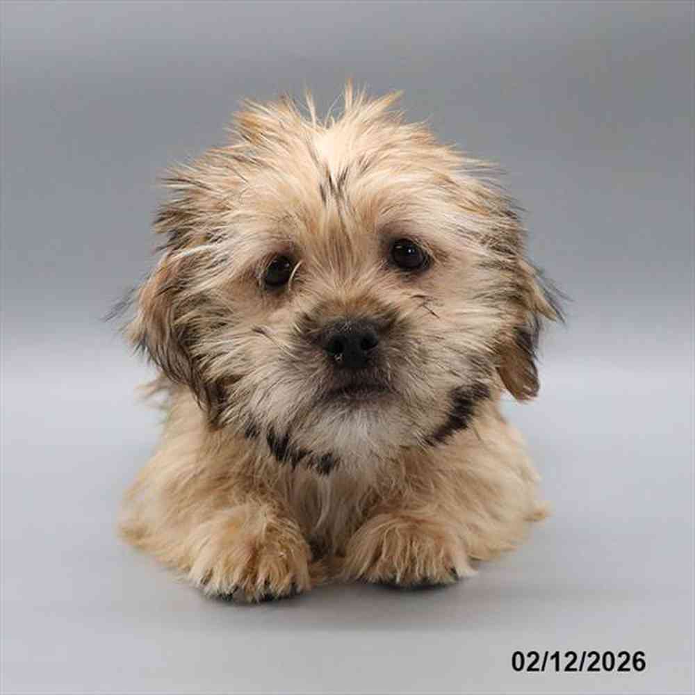 Image of a pet breed in the gallery