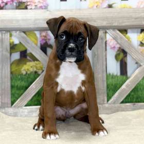 Boxer