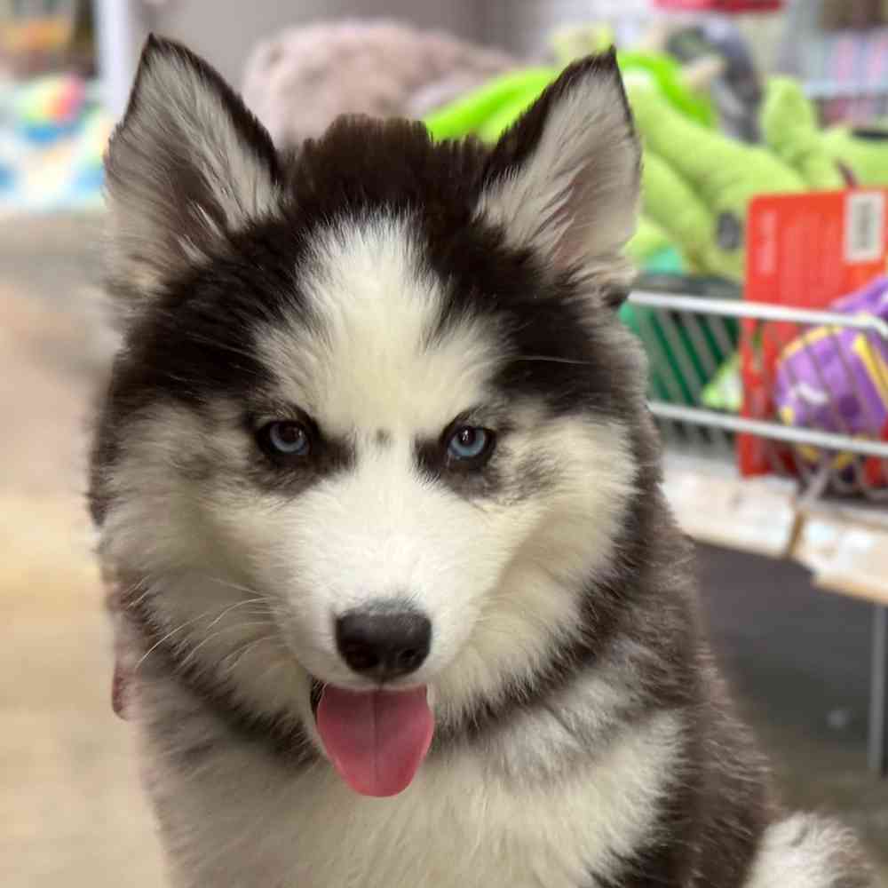 pet breed image