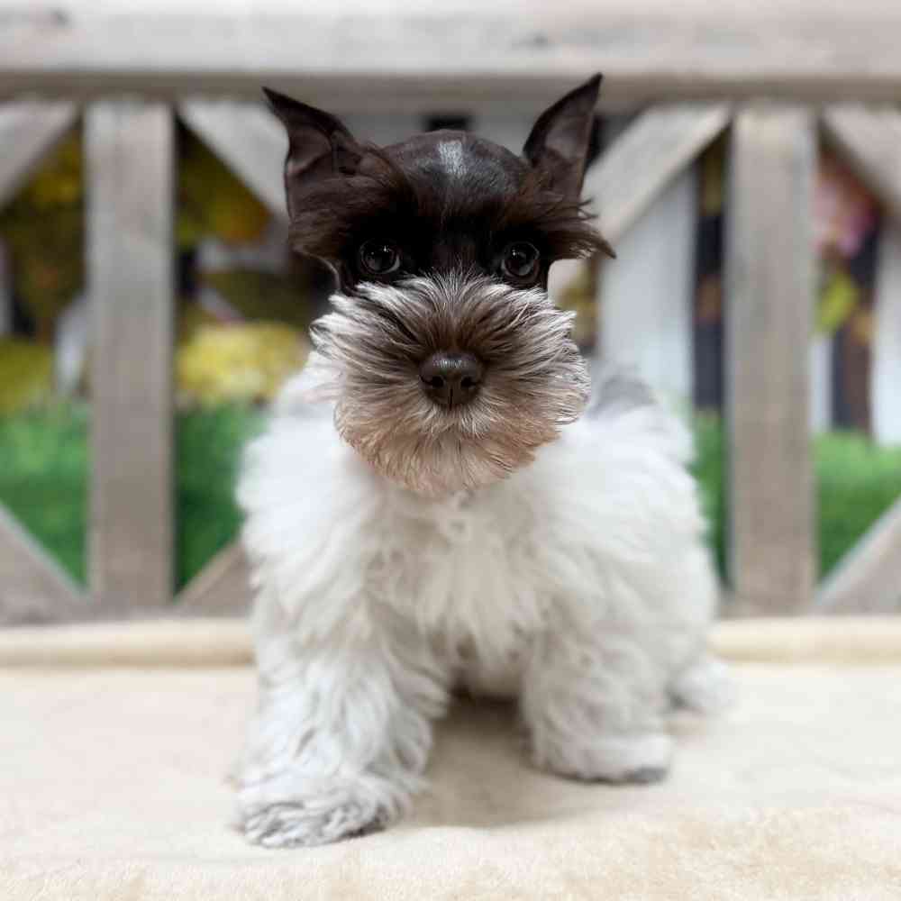 Image of a pet breed in the gallery