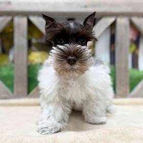 Mini Schnauzer